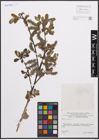 Foto von Salix cinerea L.